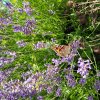 PAPILLON. BELLE DAME. Sur lavande. Fay EHPAD massif de fleurs. MURIEL GODET